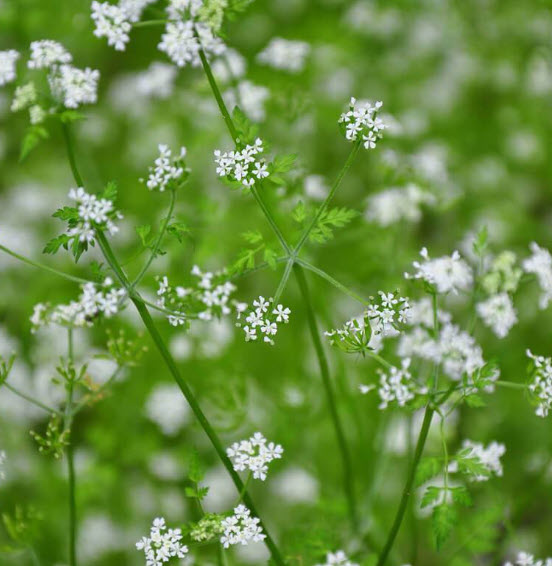 Chervil - An Aphrodisiac